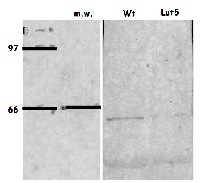 LUT5 | beta-carotene hydroxylase  in the group Antibodies Plant/Algal  / Photosynthesis  / Carotenoid metabolism at Agrisera AB (Antibodies for research) (AS15 3085)